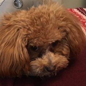 Meet your Posher, Meredith